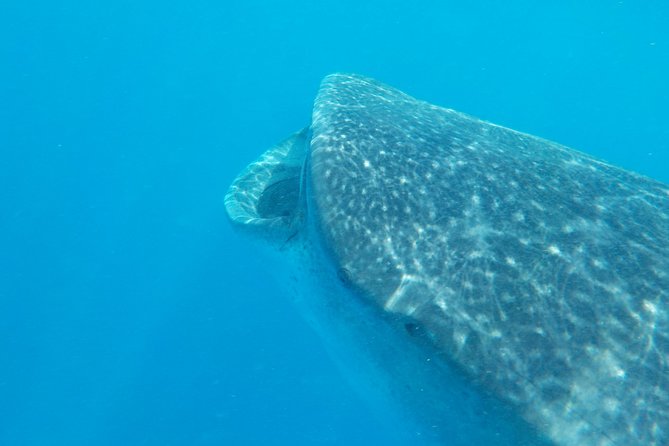 Swim with whale sharks on a private tour - Snorkeling Near Cabo Catoche: Cuevones Reef Without the Big-Cruise Feeling