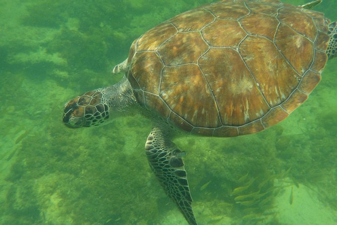 Swim with whale sharks on a private tour - Santa Paula Stretch and the Ride Back to Holbox