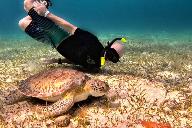 The Cozumel Turtle Sanctuary Snorkel Tour - Cozumel’s reef-hopping plan in a 4-hour window