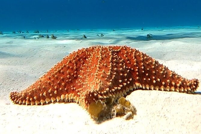 The Cozumel Turtle Sanctuary Snorkel Tour - Stop 2: El Cielo starfish sanctuary on pristine white sand