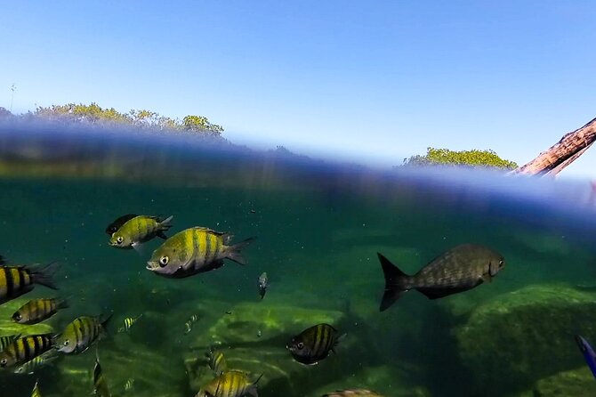 The great snorkeling adventure at the Riviera Maya private tour - Local lunch, snacks, and drinks that keep the day moving
