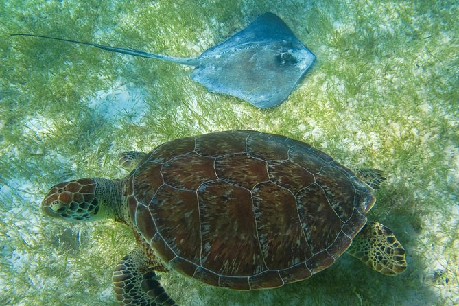 Tortugas & Cenotes Snorkel With Turtles Tour - Time, transportation, and why the day might feel longer than 5 hours