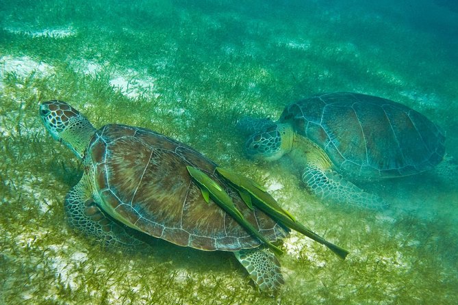 Tortugas & Cenotes Snorkel With Turtles Tour - What to bring for turtles, cenotes, and comfortable travel