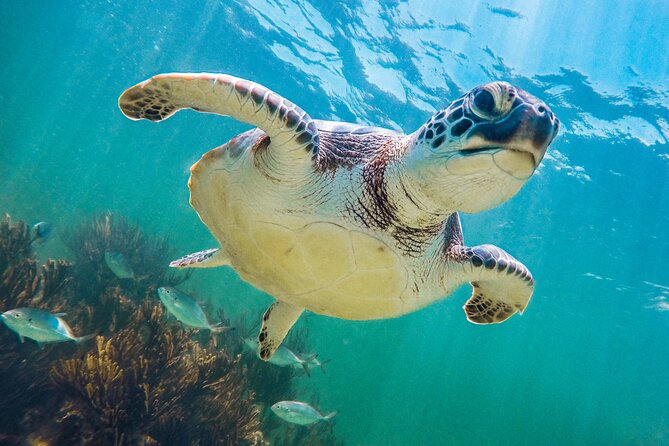 Tour to Tulum and cenote with swimming with turtles from Riviera Maya - Price and value: the $89 base cost plus real extra fees