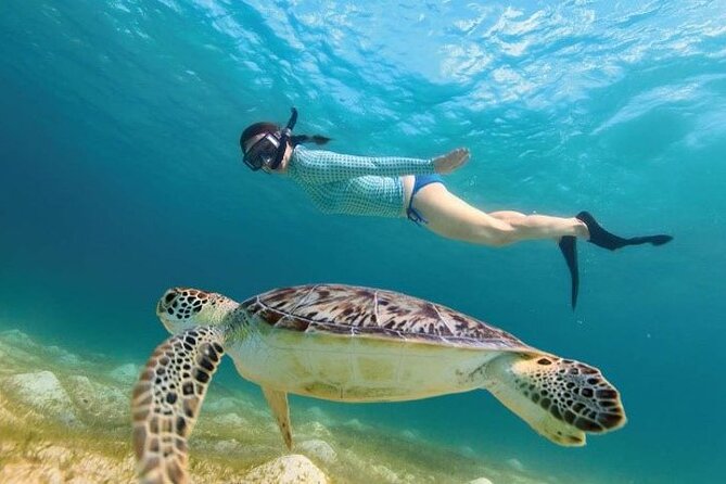 Tour to Tulum and cenote with swimming with turtles from Riviera Maya - Akumal turtle swim: the highlight, plus eco-fees you must plan for