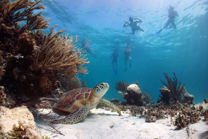 Tour to Tulum and cenote with swimming with turtles from Riviera Maya - Food and what to pack for a long, sun-heavy day