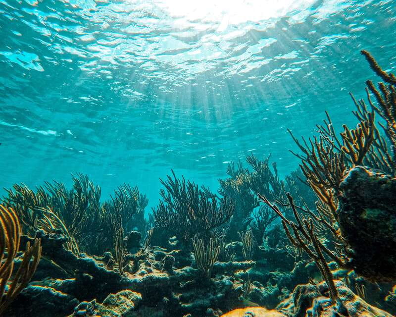 Tulum: 2-Hour Snorkeling in Two Spots of Tulum's Reef - Wildlife you should actually expect: turtles, stingrays, and more