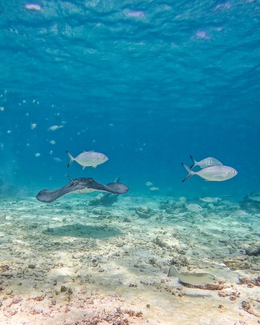 Tulum: 2-Hour Snorkeling in Two Spots of Tulum's Reef - Gear and comfort: why the guide’s role matters for beginners and non-swimmers