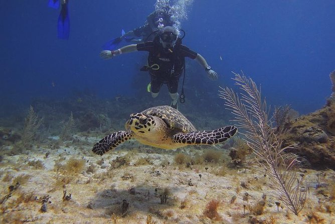Tulum Akumal Snorkel Tour and 4 Cenotes Small Group All Fees Incl - Casa Tortuga cenotes: four stops, with open and enclosed moments
