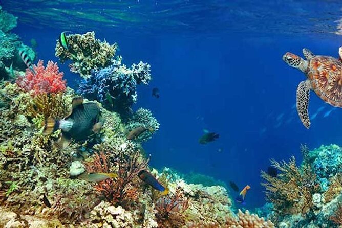 Tulum Area Experiences Guided 2 Tank Scuba Dive Casa Cenote & Barrier Reef-Lunch - Casa Cenote swim: freshwater fish, mangrove roots, and a resident reptile