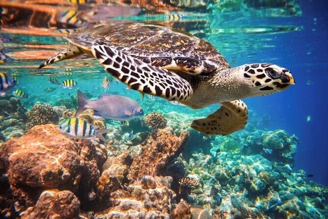 Tulum Area Experiences Guided Snorkeling Tour - Casa Cenote + Ocean Reef & Lunch - Lunch after snorkeling: cochinita, fruit, and the right recovery fuel