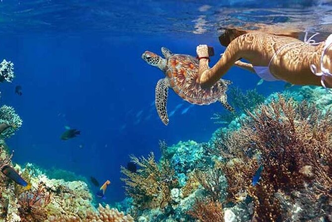 Tulum Area Experiences Guided Snorkeling Tour - Casa Cenote + Ocean Reef & Lunch - Gear, life jackets, and comfort tips that make the day easier