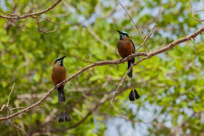 Tulum & Cenote Adventure - What the Guide Adds, With Real Examples From the Team