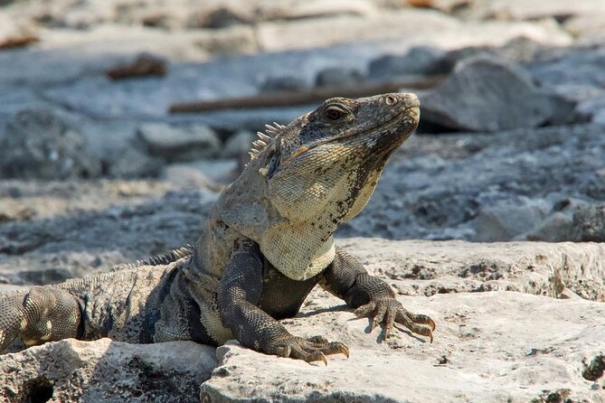 Tulum, Coba ruins and The Cenote 6 hours Private Tour - Price and Value: What $460 Gets You in Real Time