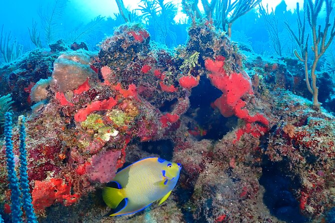 Tulum Diving (Reef) 2 Tanks - Two 45 to 50 Minute Underwater Sessions on the Reef
