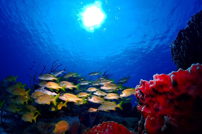 Tulum Diving (Reef) 2 Tanks - Certified Scuba vs Discovery Session, the Real Pricing Math