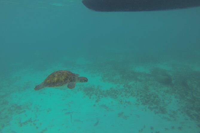 Tulum Private Boat Tour & Turtle Snorkeling Experience - Getting to Tulum from Playa del Carmen, and what pickup changes