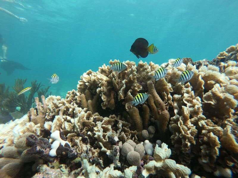 Tulum: Private Snorkel and Sailing Experience - Price and Value: $80 for a Private Sail Plus Reef Time