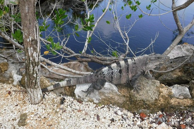 Tulum Ruins Tour (Private, Half Day) - Comfort Checklist So You Can Actually Enjoy the Walk