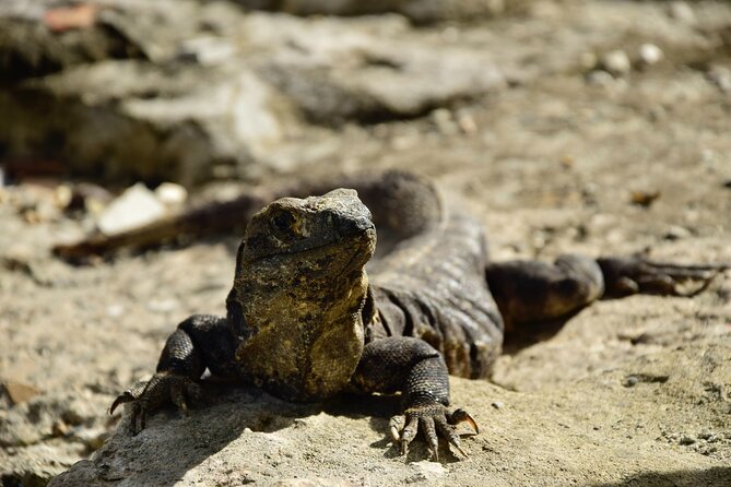 Tulum Ruins, Turtles in Akumal and Cenote tour - Price and value: $129 plus the reserve fee, and what you are actually paying for