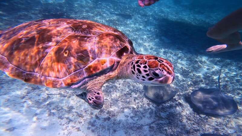Tulum: Snorkeling at Paradise Reef - Key things to know before you go