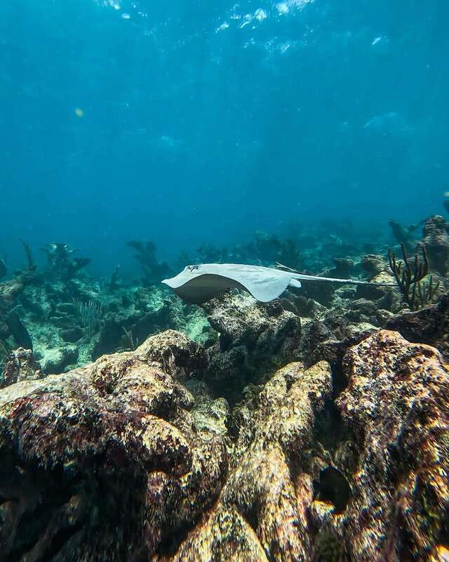Tulum: Snorkeling at Paradise Reef - Who this Tulum snorkeling trip suits best