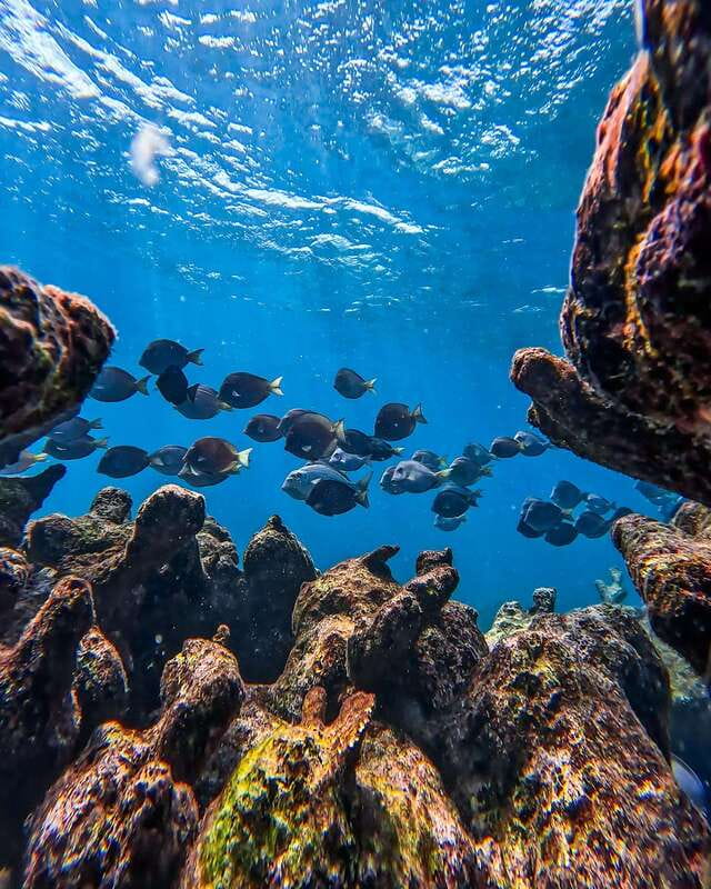 Tulum: Snorkeling at Paradise Reef - The safety briefing and the snorkeling kit you will actually use