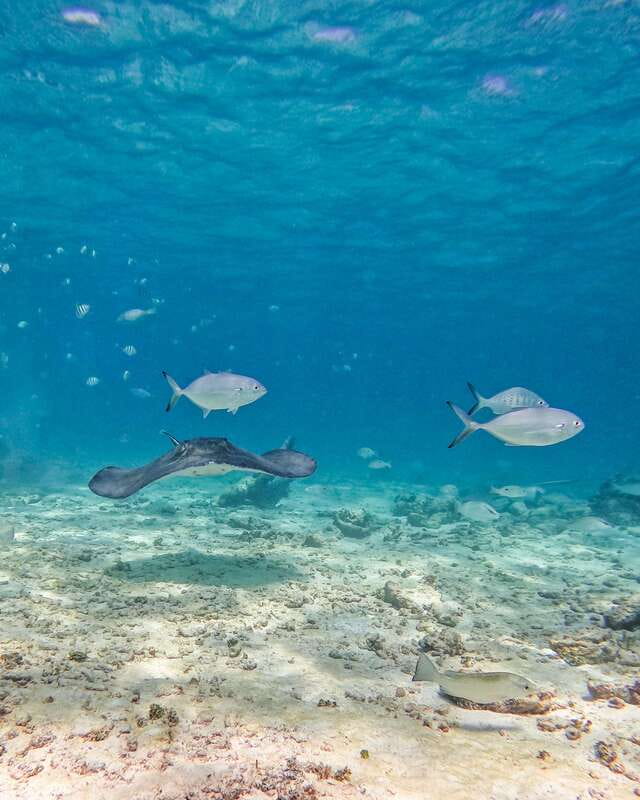 Tulum: Snorkeling at Paradise Reef - Snorkeling time, pacing, and when you are back on shore