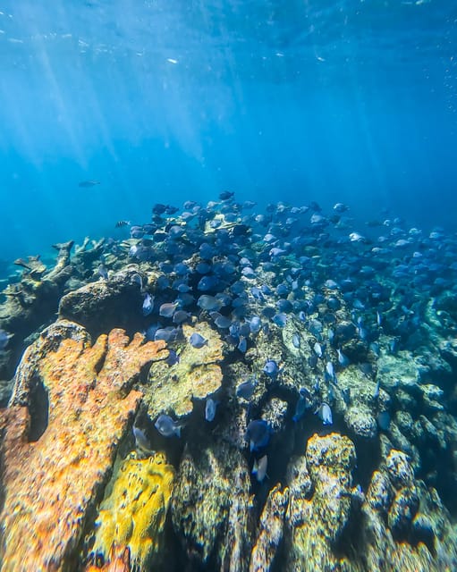 Tulum: Snorkeling at Paradise Reef - Price and value, including the Parque del Jaguar tax detail