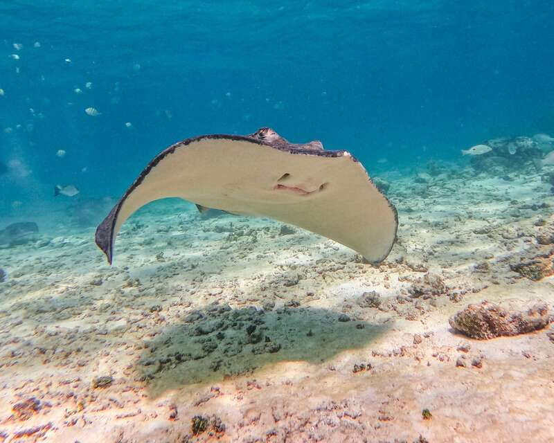 Tulum: Snorkeling at Paradise Reef - Languages and guide support that makes the experience smoother