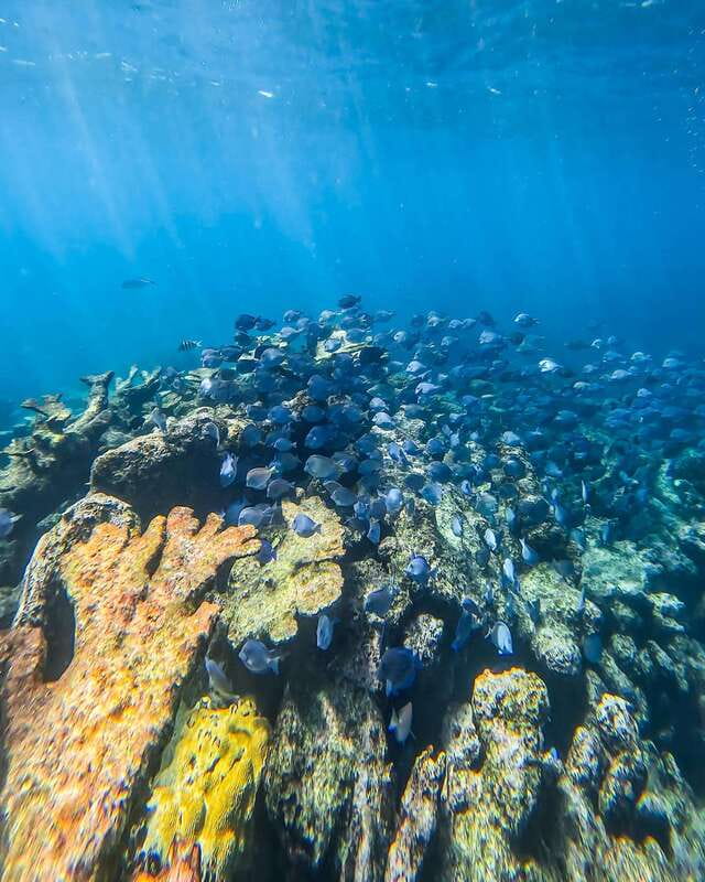 Tulum: Snorkeling at Paradise Reef - From Tulum Snorkel Services to the water, plus a quick ruins photo stop