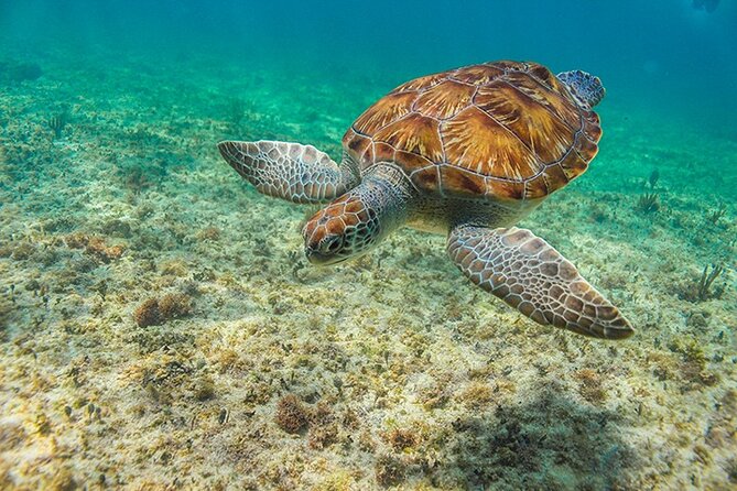 Tulum, Snorkeling with Sea Turtles, Cenote and Beachside Lunch - Cenote el sueño: The Underground Swim You’ll Remember