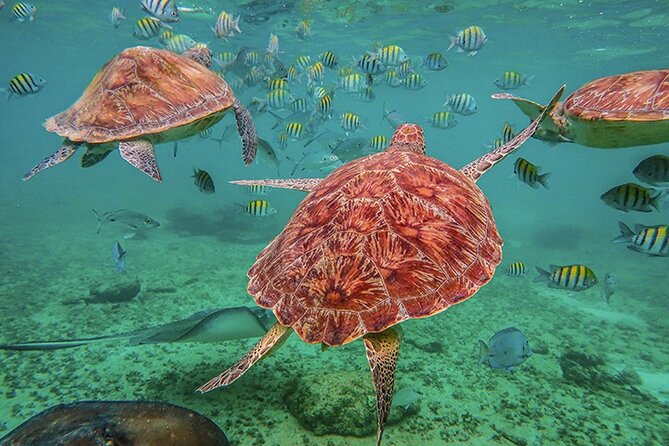 Tulum, Snorkeling with Sea Turtles, Cenote and Beachside Lunch - Pickup Reality: Start Time vs When You’ll Actually Leave