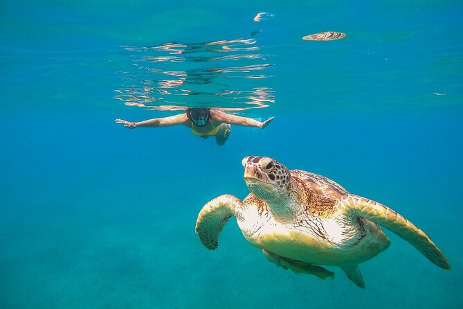 Turtle and Reef Sanctuary Snorkeling - Tulum to Akumal: the morning rhythm that actually works