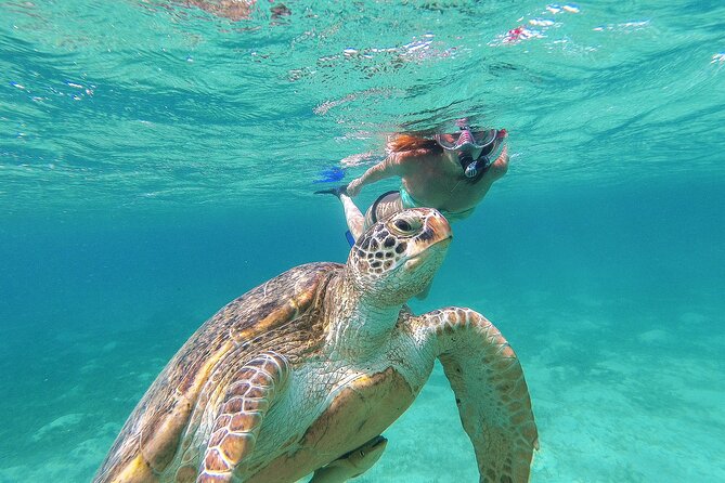 Turtle and Reef Sanctuary Snorkeling - Why the cove matters more than the snorkeling checklist