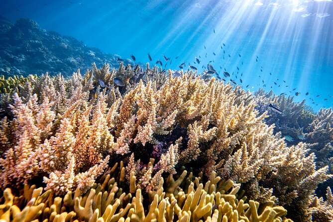Turtle and Reef Sanctuary Snorkeling - Guides and in-water help: the real value beyond the brochure