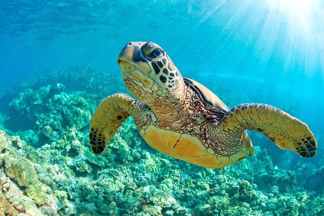 Turtle and Reef Sanctuary Snorkeling - Transportation, meeting point, and how to avoid getting stressed