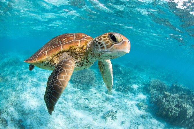 Turtle and Reef Sanctuary Snorkeling - Who this tour fits best (and who should rethink)