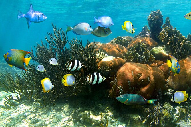 Turtle and Reef Sanctuary Snorkeling - The turtle and reef snorkeling in Akumal, what to expect
