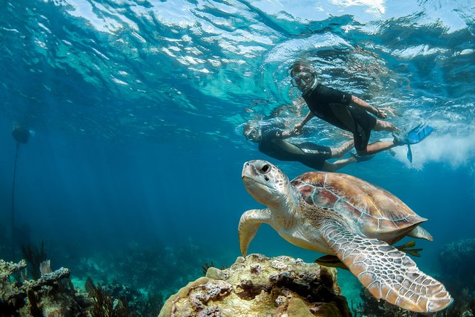 Turtle Encounter Private Tour – Swim with Sea Turtles & Cenote - Parque Dos Ojos Area, Plus Lunch in the Jungle