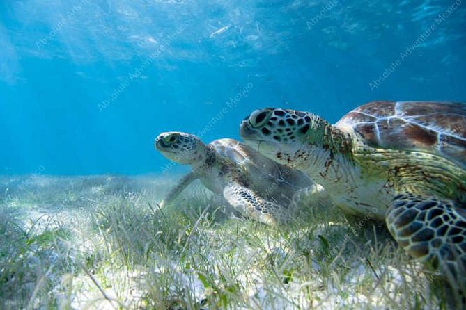 Turtle Encounter Private Tour – Swim with Sea Turtles & Cenote - Who This Tour Fits Best (And Who Might Want Another Option)