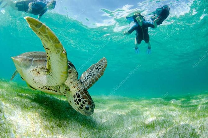 Turtle Encounter Private Tour – Swim with Sea Turtles & Cenote - Should You Book Turtle Encounter Private Tour, Swim with Sea Turtles & Cenote?