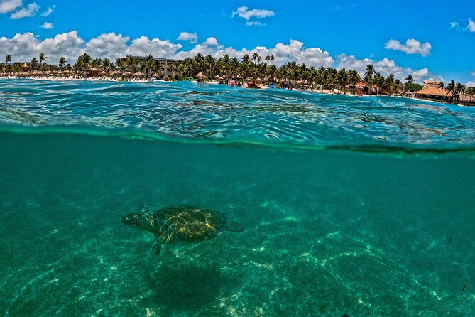 Turtle Snorkeling and Jungle Adventure with Cenote - Why This Turtle and Cenote Combo Works for a Busy Day