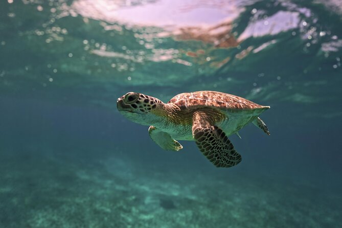 Turtle Snorkeling and Jungle Adventure with Cenote - Jungle Ziplines and Rappel Into the Cenote Park Circuit