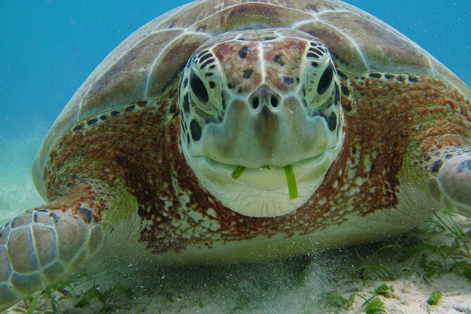 Turtle Snorkeling and Jungle Adventure with Cenote - Snorkeling in an Underground Cenote: Cool, Different, and Memorable