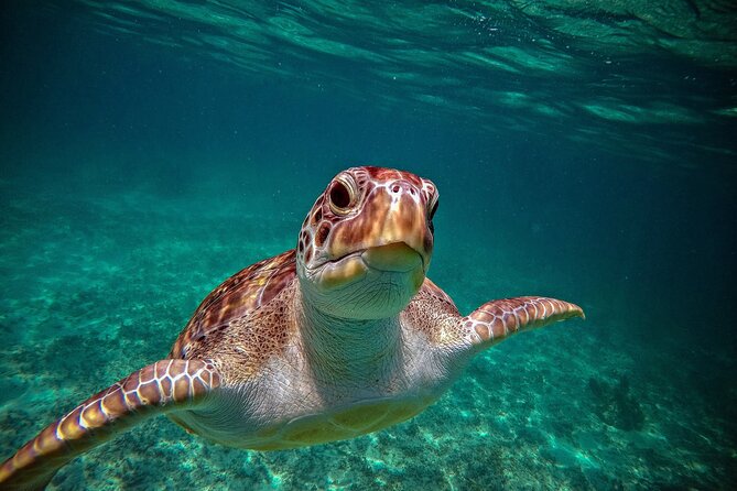 Turtle Snorkeling and Jungle Adventure with Cenote - Getting to Akumal Bay: Pickup Timing and What to Expect
