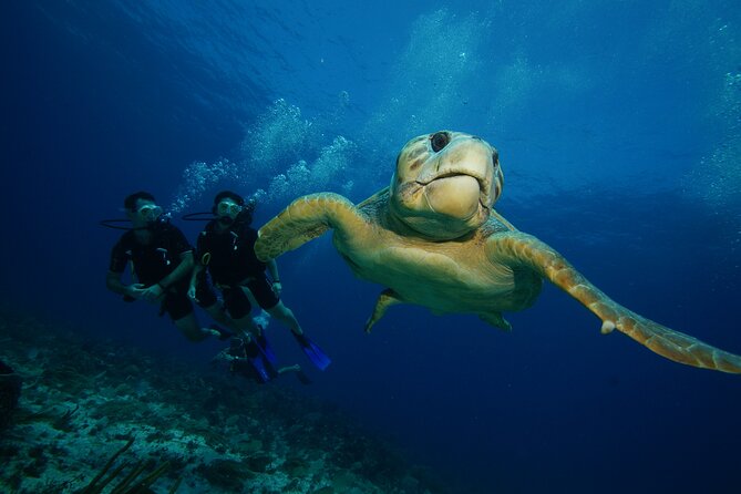 Two Dives and Class for Begginers Divers in Cancun - Open-water tank session #2 at Manchones Reef