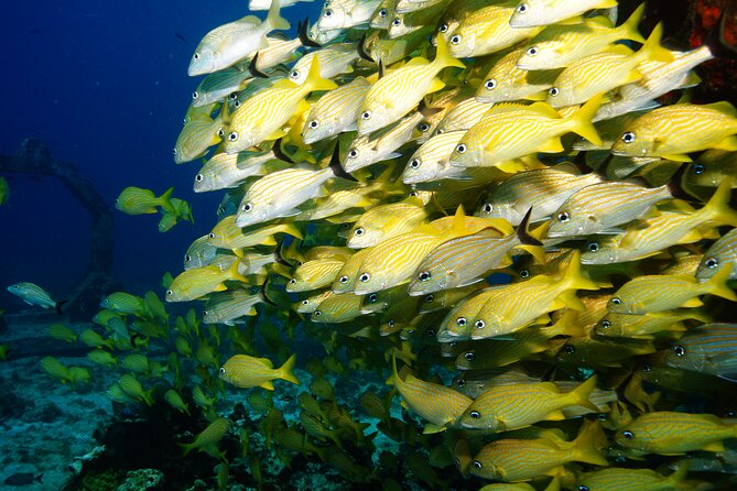 Two Dives and Class for Begginers Divers in Cancun - Boat ride reality: seasickness, nerves, and small-group control