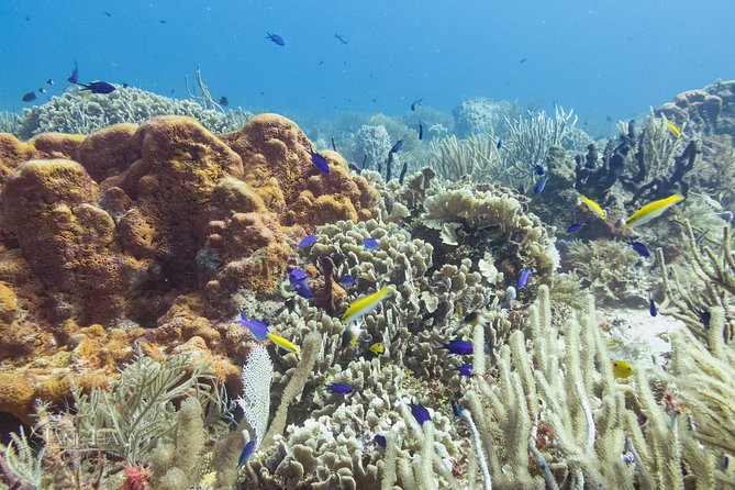 Two reef discovery dives with professional instructor (no experience necessary) - Lunch Break: Short, Simple, and On Your Schedule