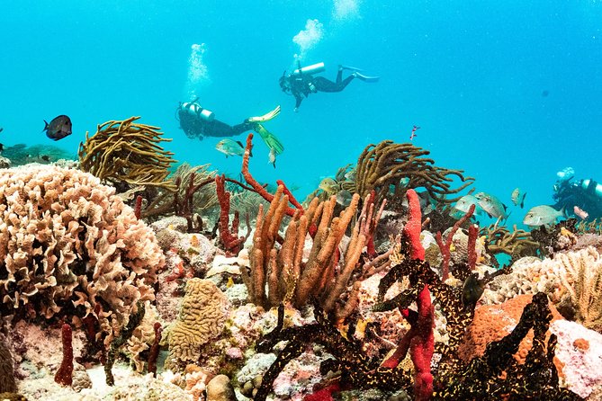 Two reef discovery dives with professional instructor (no experience necessary) - Afternoon on the Boat: Two Reef Exploration Sessions